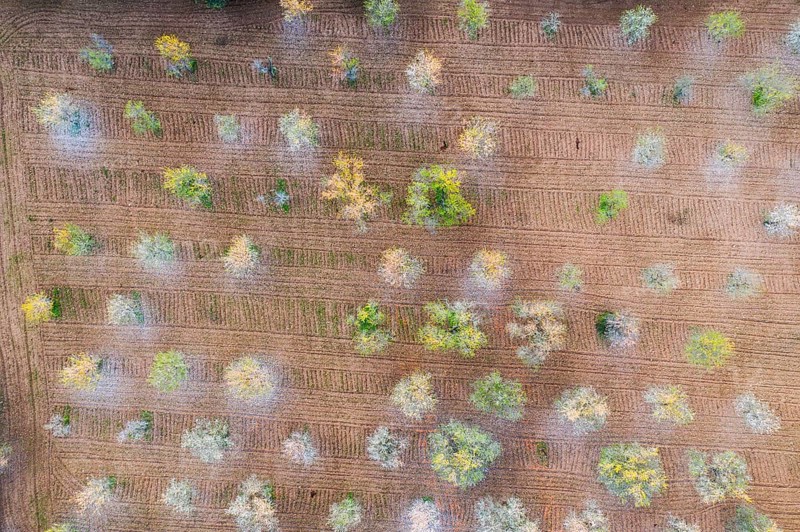 Almond blossom