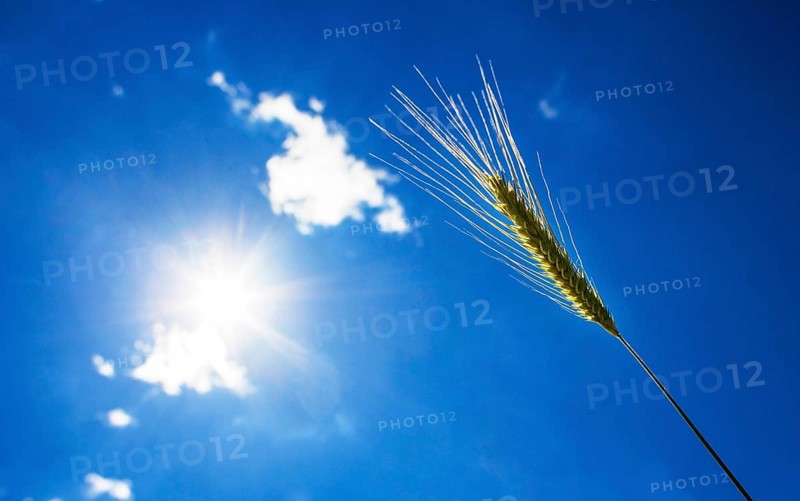 Barley (Hordeum vulgare)