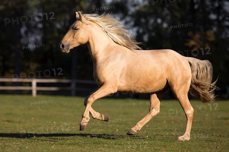Isabell young stallion gallops over paddock in autumn