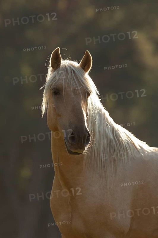 Portrait Iberian young stallion in Isabell color in autumn