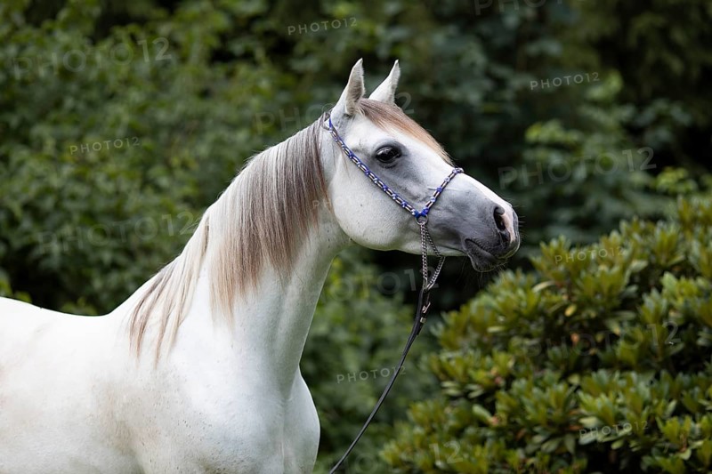 White Arabian mare with halter