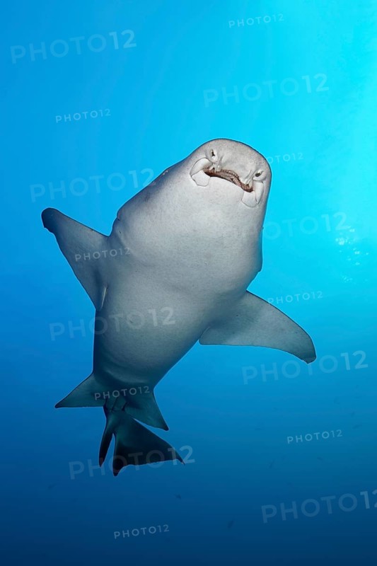Tawny nurse shark (Nebrius ferrugineus) from below