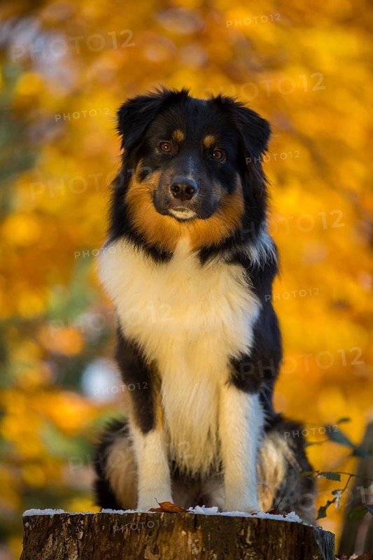 Young Australian Shepherd male in autumn