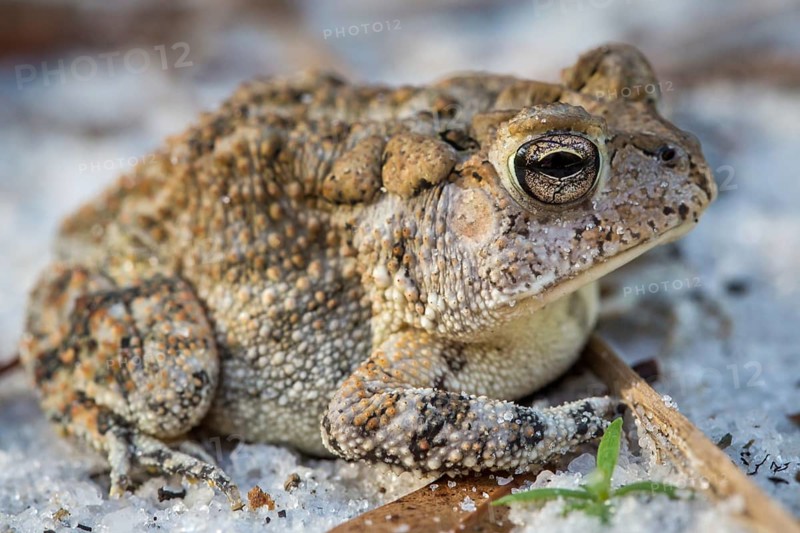 Oak toad (Anaxyrus Quercicus) sitting on sandy forest floor