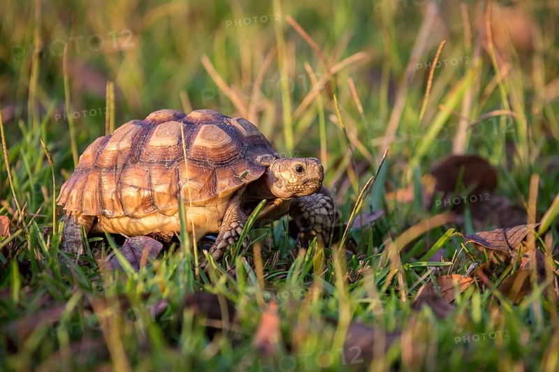 Gopher tortoise (Gopherus Polyphemus) runs through grass