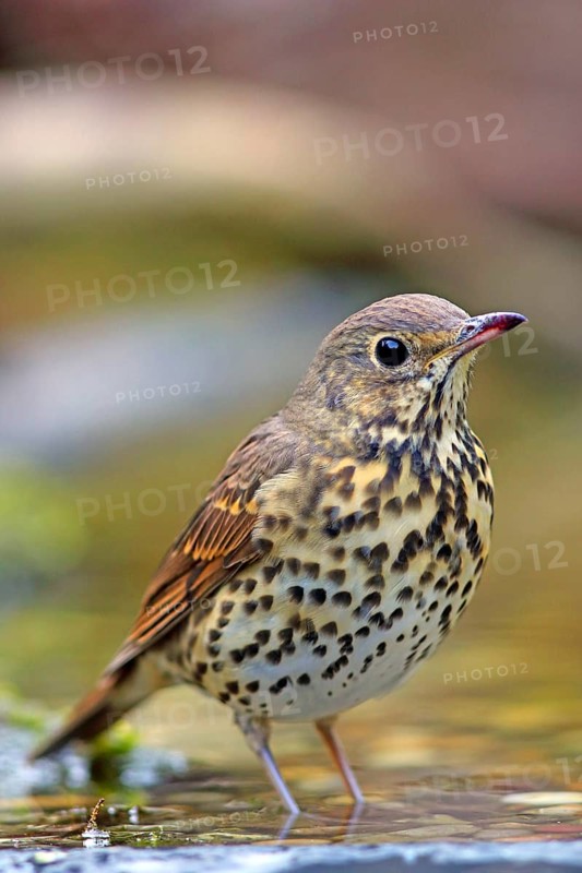 Song thrush (Turdus philomelos) in shallow water