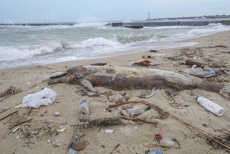 Dead Dolphin washed up on the sandy beach is surrounded by plastic garbage