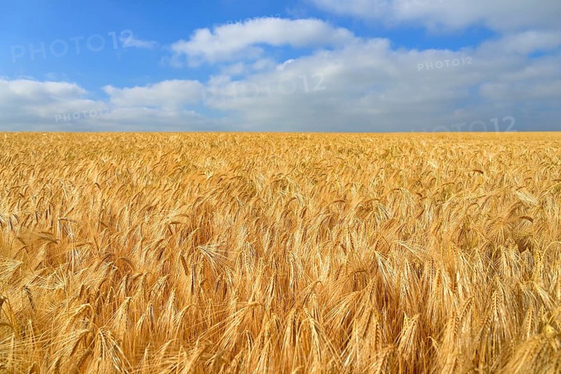 Barley (Hordeum vulgare)