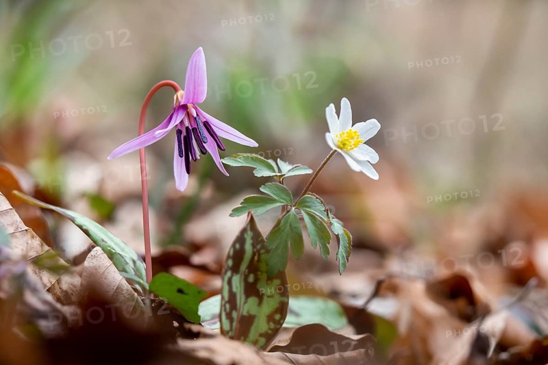 Dog's tooth violetlily (Erythronium dens-canis) and Wood anemone (Anemone nemorosa)