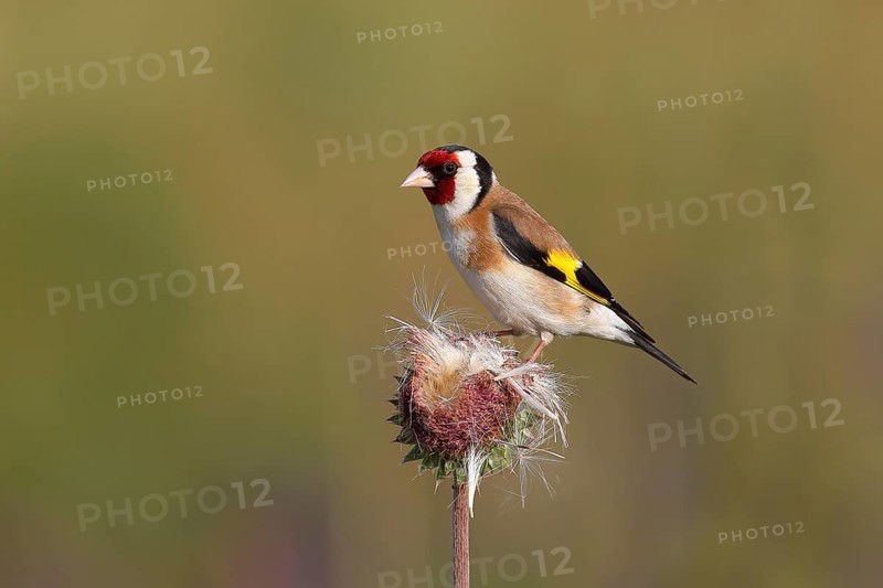 European goldfinch (Carduelis carduelis) sitting on a thistle (Carduus nutans)
