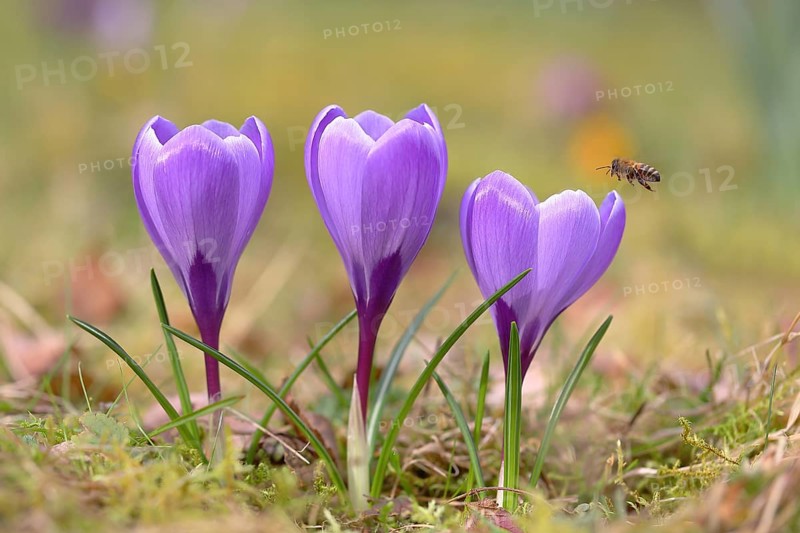 Crocuses (Crocus sp.)