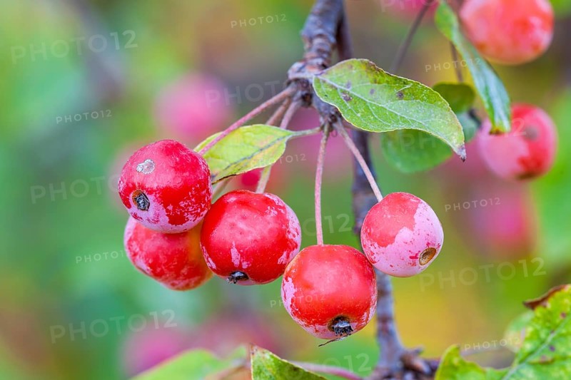 Red Sentinel' decorative apple Baden-Wuerttemberg
