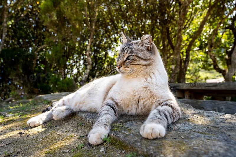 Relaxed cat at a resting place behind the chapel Ermita Santa Clara near Vallehermoso