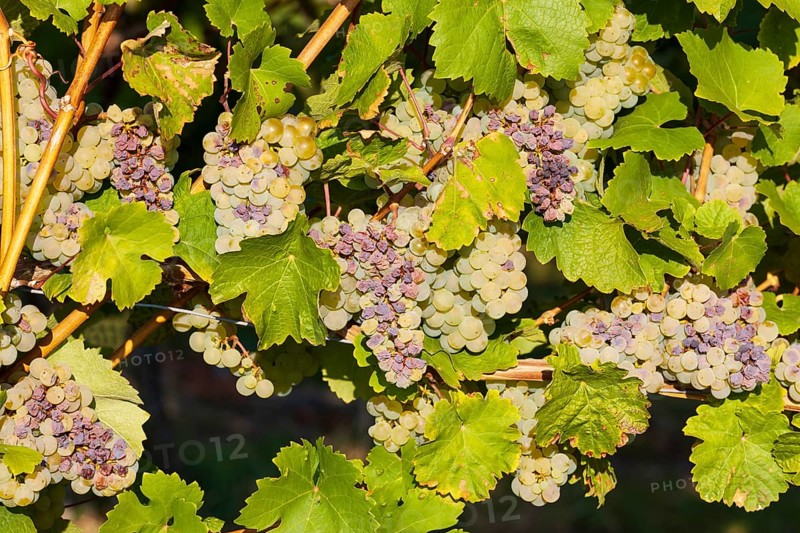 Grapes affected by vinegar rot of the variety Mueller Thurgau