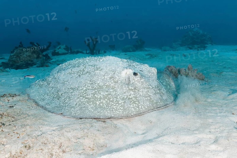 Porcupine ray (Urogymnus asperrimus) lies on sandy bottom