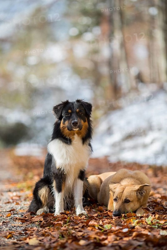 Australian Shepherd male and mixed-breed female in autumn foliage