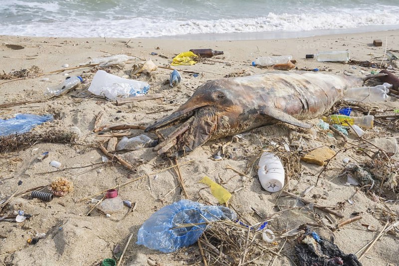 Dead Dolphin washed up on the sandy beach is surrounded by plastic garbage