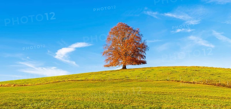 European Beech (Fagus sylvatica) in autumn