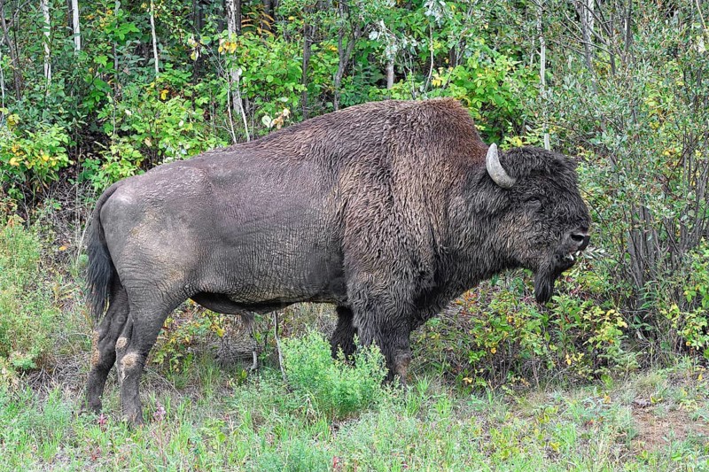 North American Wood bison (Bison bison athabascae)
