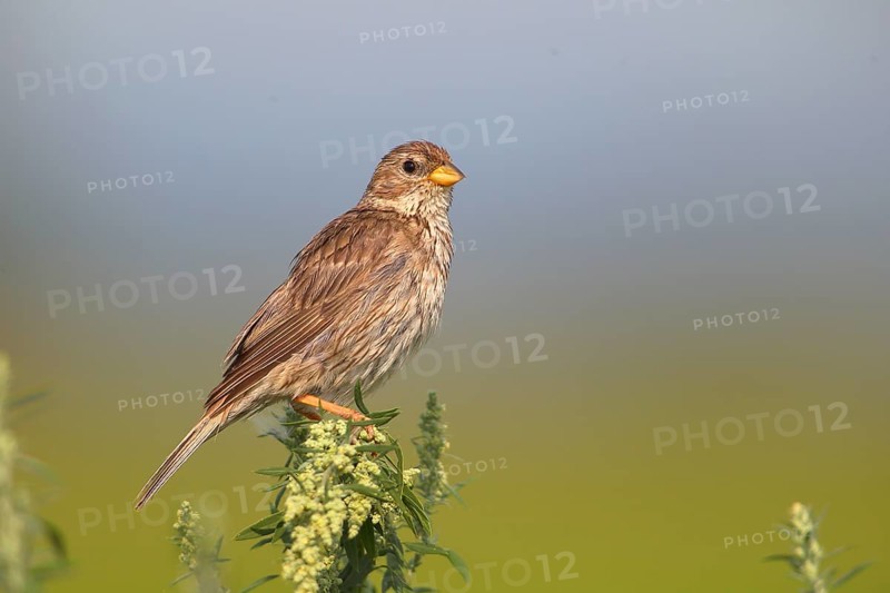 Corn bunting (Emberiza calandra)