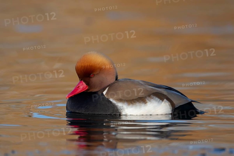 Red crested pochard (Netta rufina) adult male duck swimming on a lake