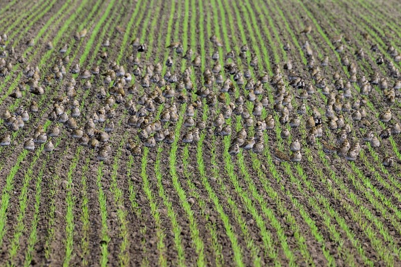 European golden plover (Pluvialis apricaria)