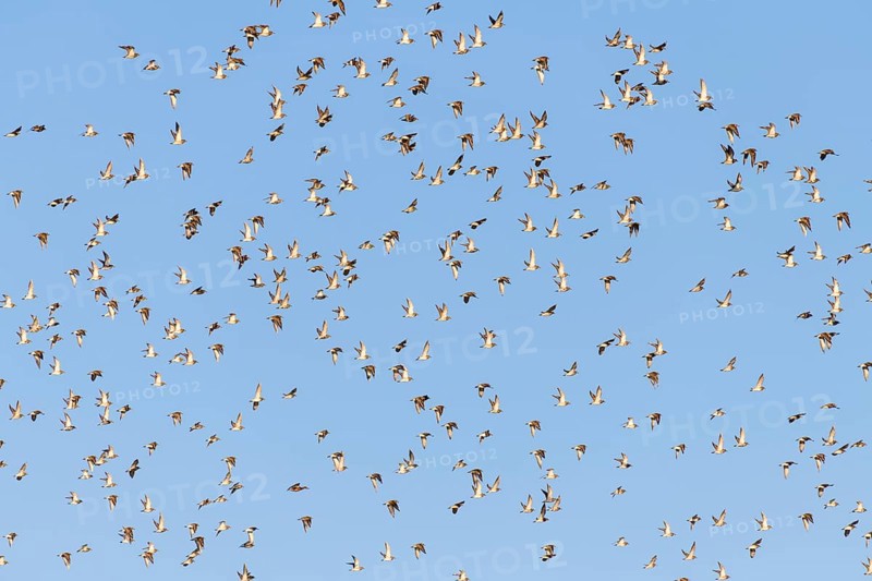 European golden plover (Pluvialis apricaria)
