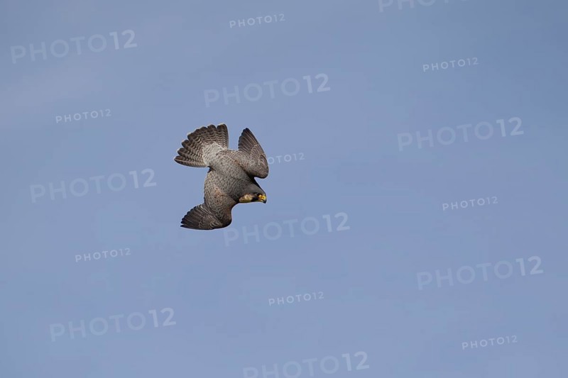 Peregrine (Falco peregrinus) adult male bird diving in flight
