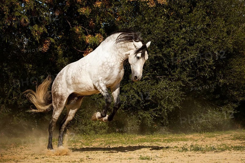 Spanish stallion bucking