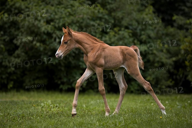 Thoroughbred Arabian filly on the meadow