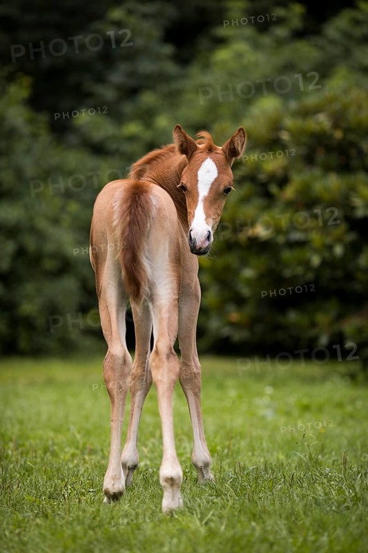 Thoroughbred Arabian filly on the meadow