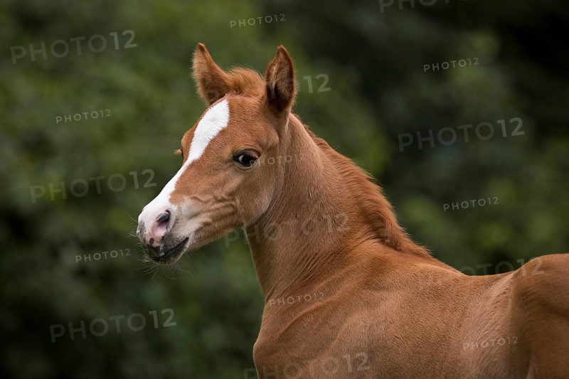 Portrait of a thoroughbred Arabian filly