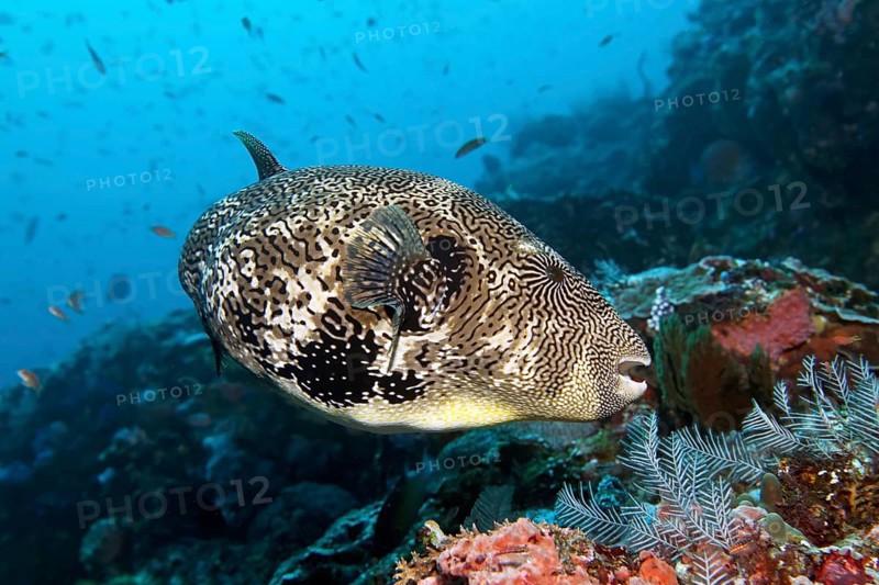 Map pufferfish (Arothron mappa)