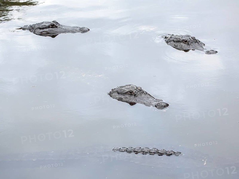 American crocodiles (Crocodylus acutus) in water