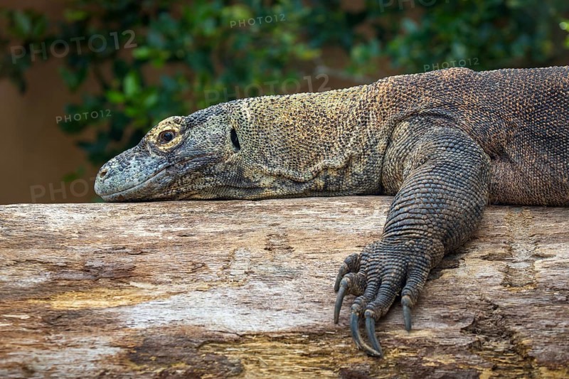 Komodo dragon or Komodo dragon or (Varanus komodoensis) lies on a tree trunk