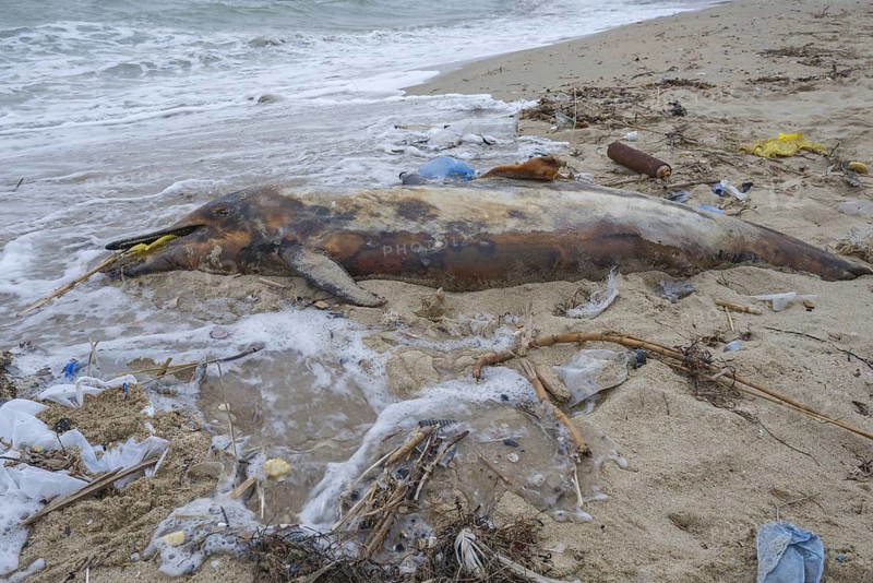 Dead Dolphin washed up on the sandy beach is surrounded by plastic garbage