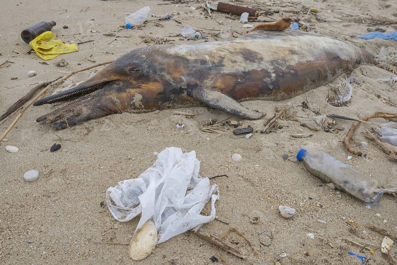 Dead Dolphin washed up on the sandy beach is surrounded by plastic garbage