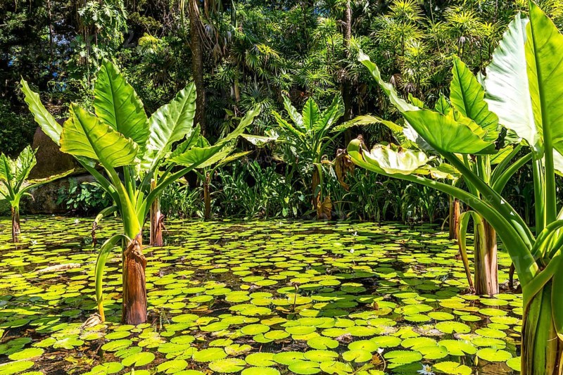 Water Banana Palms (Typhonodorum lindleyanum)