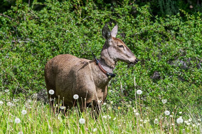 South Andean deer (Hippocamelus bisulcus)