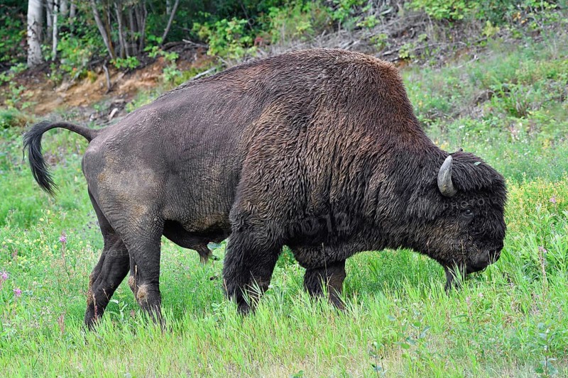 North American Wood bison (Bison bison athabascae)