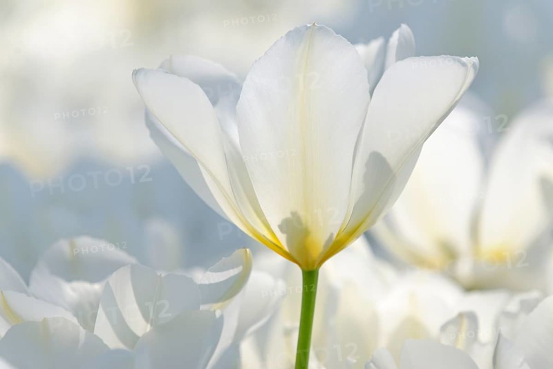 Tulips (Tulipa)