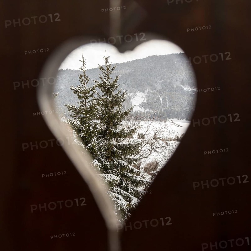 Snowy conifer