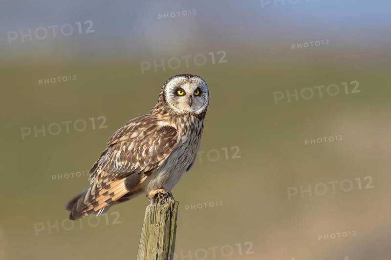 Short-eared owl (Asio flammeus) sitting on fence post