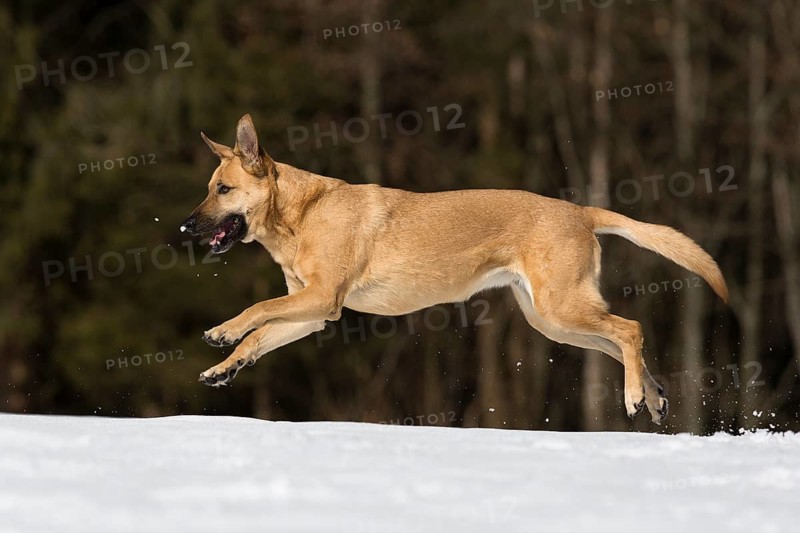 Mixed breed dog