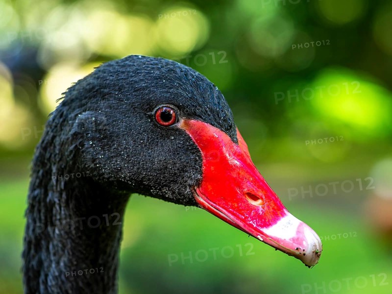 Black swan (Cygnus atratus) in the botanical garden Terra Nostra