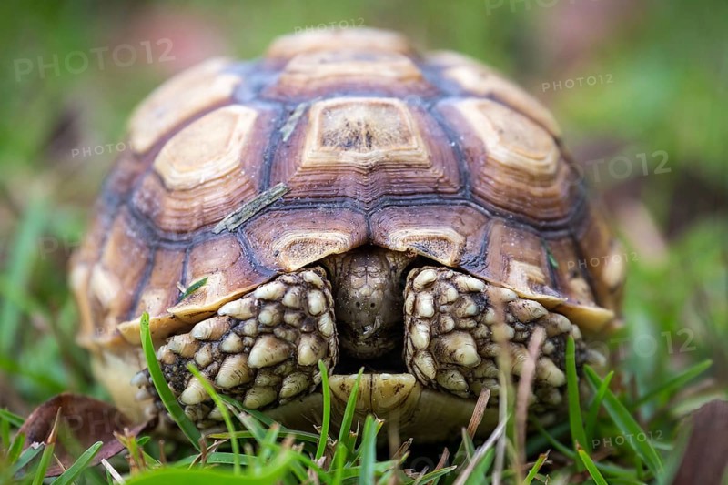 Gopher tortoise (Gopherus Polyphemus) in the grass