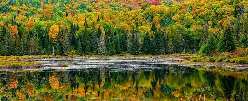 Autumn forest reflected in lake near La Minerve Laurentians Quebec Canada