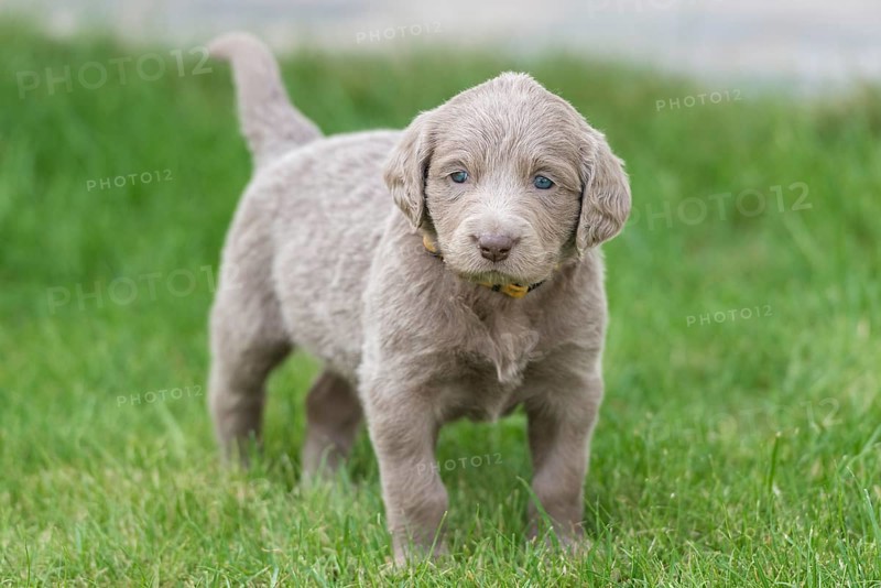 Longhair Weimaraner