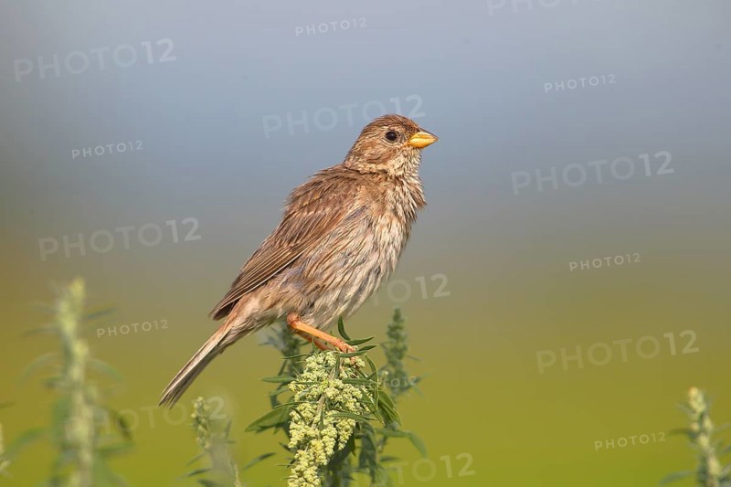 Corn bunting (Emberiza calandra)