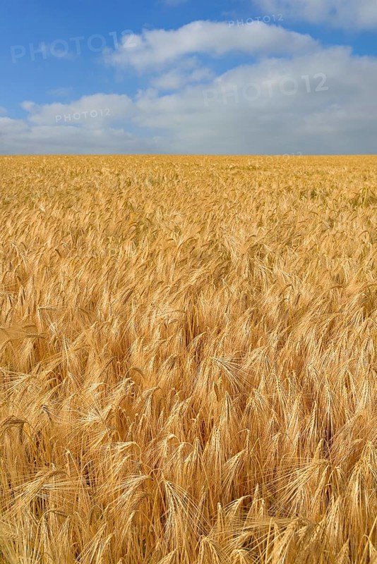 Barley (Hordeum vulgare)